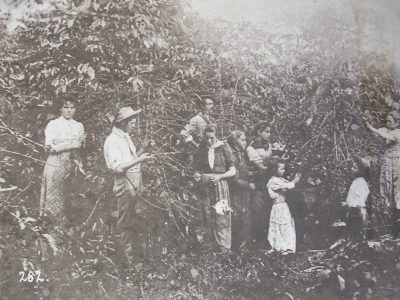 Colonos cosechando café, 1910. Fotografía de Carlos Meyer 262. Reproducida en The Peruvian Times – Feb 1927.